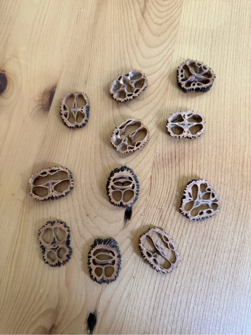 (11) Natural Decorative Walnut Shell Slices - Light Brown with Dark Edges